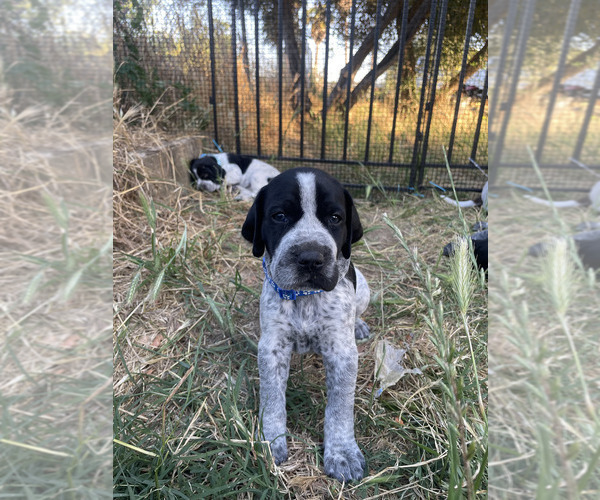 Medium Photo #2 Pointer Puppy For Sale in SACRAMENTO, CA, USA