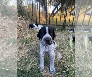 Medium Pointer