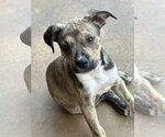 Small #2 Mutt