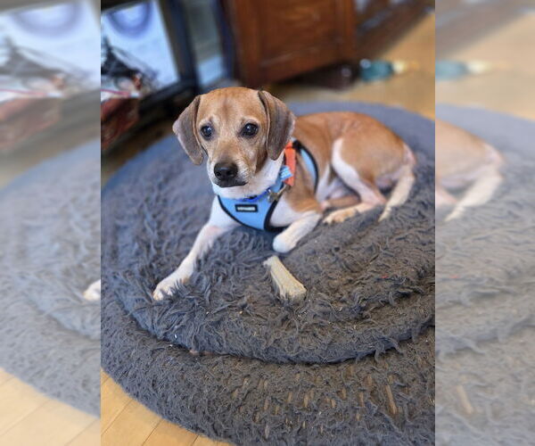 Medium Photo #2 Beagle-Unknown Mix Puppy For Sale in Mundelein, IL, USA
