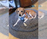 Small #1 Beagle Mix