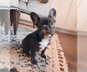 French Bulldog Puppy for sale in ROSEVILLE, CA, USA