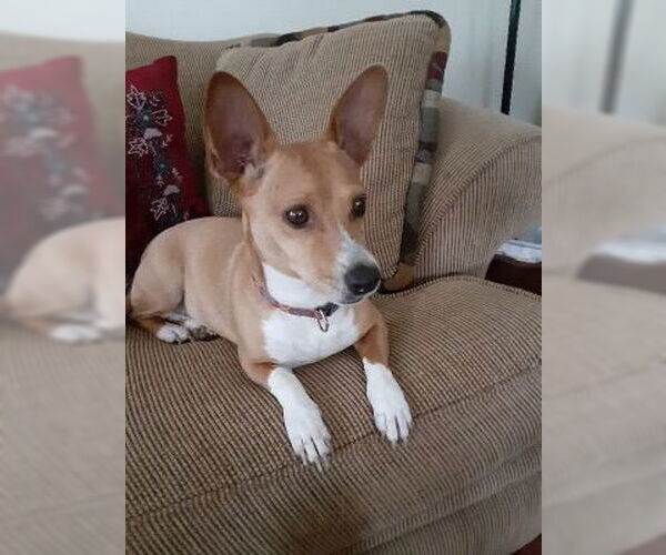 Medium Photo #2 Chihuahua-Unknown Mix Puppy For Sale in Alexandria, KY, USA