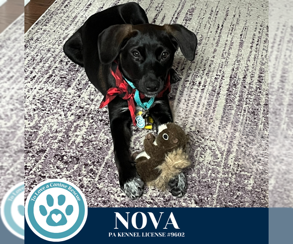 Medium Photo #7 Labrador Retriever-Unknown Mix Puppy For Sale in Kimberton, PA, USA