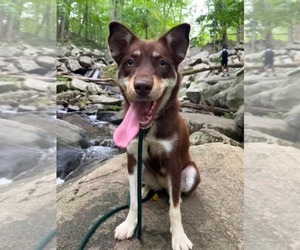 Nani Athens - Female Australian Kelpie-Siberian Husky Mix Dog for Adoption - Photo #5
