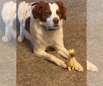 Small Photo #3 Brittany Puppy For Sale in Curwensville, PA, USA