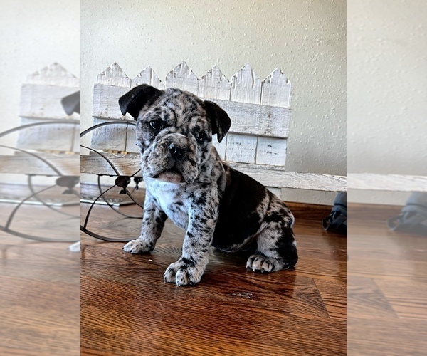 Medium Photo #1 Olde English Bulldogge Puppy For Sale in MOUNT VERNON, MO, USA