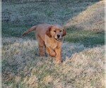 Small Photo #10 Golden Irish Puppy For Sale in JONES, MI, USA