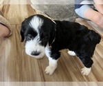 Small Photo #10 Aussiedoodle Miniature  Puppy For Sale in GILBERT, AZ, USA