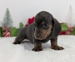 Small #4 Dachshund
