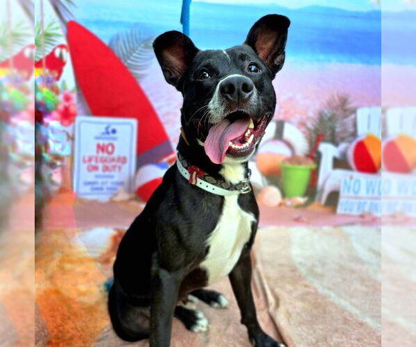 Medium Photo #2 American Pit Bull Terrier-Unknown Mix Puppy For Sale in Long Beach, CA, USA