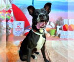Small #1 American Pit Bull Terrier Mix