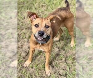 Black Mouth Cur-Unknown Mix Dogs for adoption in Conroe, TX, USA