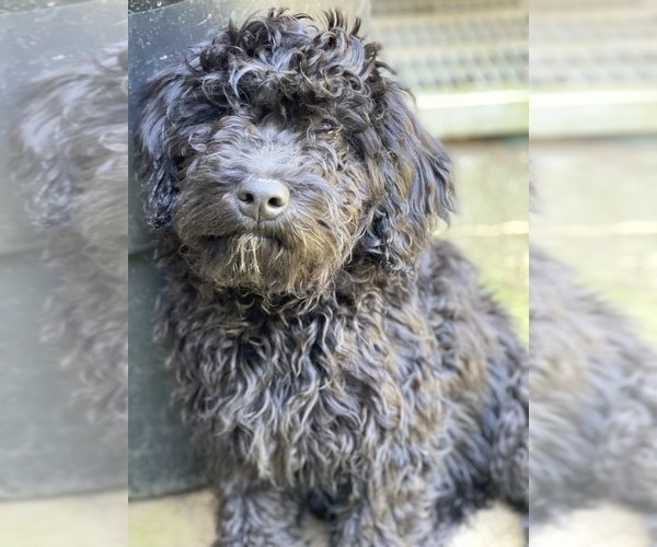 Medium Photo #4 Labradoodle Puppy For Sale in BOILING SPRINGS, SC, USA