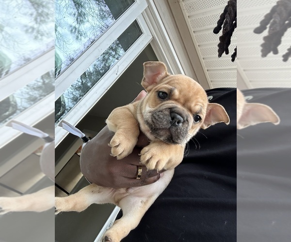 Medium Photo #3 French Bulldog Puppy For Sale in SNELLVILLE, GA, USA