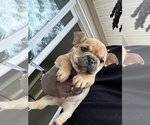 Small Photo #3 French Bulldog Puppy For Sale in SNELLVILLE, GA, USA
