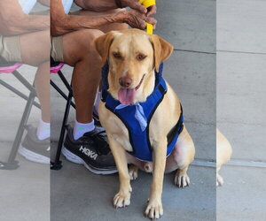 Butters - Male Labrador Retriever-Unknown Mix Dog for Adoption - Photo #2