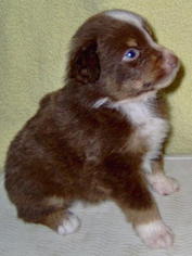 Australian Shepherd Puppy for sale in SAINT PAUL, MN, USA
