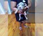 Puppy Puppy 1 Male American Bully