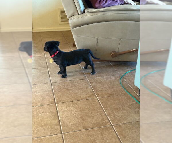 Medium Photo #3 Dachsador Puppy For Sale in Pueblo West, CO, USA