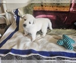 Small Photo #10 German Shepherd Dog Puppy For Sale in CECILIA, KY, USA