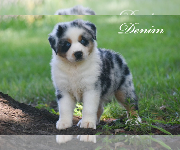 Medium Photo #3 Australian Shepherd Puppy For Sale in EASTON, MO, USA