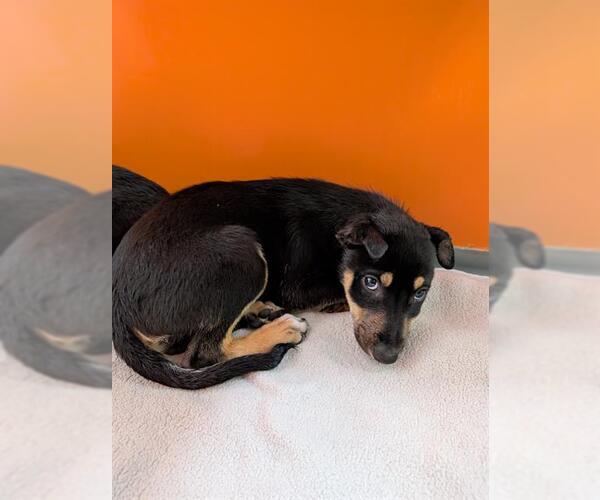 Medium Photo #1 Border Collie-Unknown Mix Puppy For Sale in Frisco, CO, USA