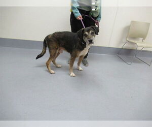 Labrador Retriever-Unknown Mix Dogs for adoption in Louisville, KY, USA