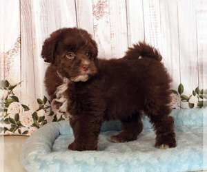 Pom-A-Poo Puppy for sale in PENNS CREEK, PA, USA