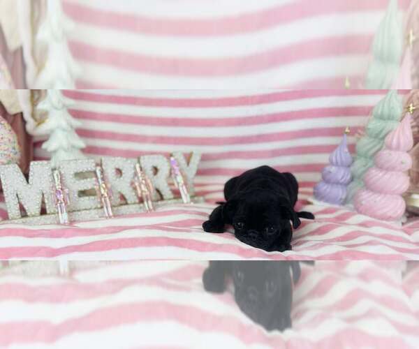 Medium Photo #1 Pug Puppy For Sale in CINCINNATI, OH, USA