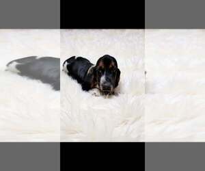 Basset Hound Puppy for sale in SALEM, WV, USA