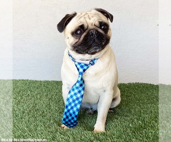 Medium Photo #4 Pug-Unknown Mix Puppy For Sale in San Diego, CA, USA