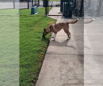 Small #3 American Pit Bull Terrier-Huskies  Mix