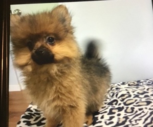 Pomeranian Puppy for sale in MOUNT CLEMENS, MI, USA