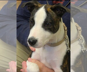 Oscar - Male Bull Terrier-Unknown Mix Dog for Adoption