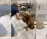 Small #2 Goldendoodle