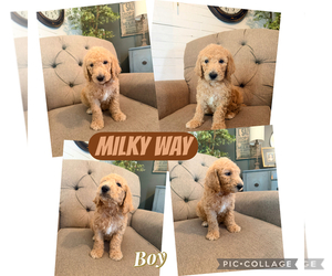 Goldendoodle Puppy for sale in GOLD HILL, NC, USA