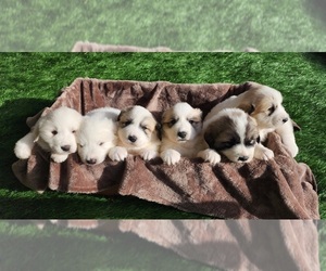 Great Pyrenees Puppy for sale in CENTER, TX, USA