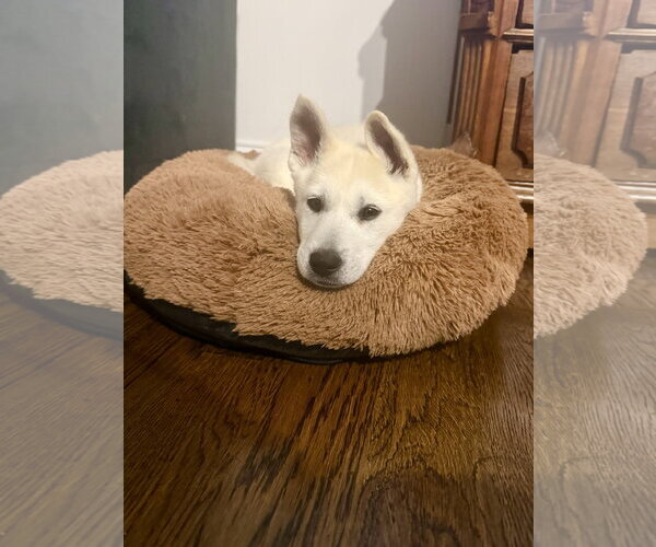 Medium Photo #2 Siberian Husky-Unknown Mix Puppy For Sale in Plainfield, IL, USA