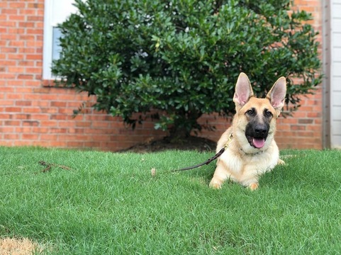 Medium Photo #7 German Shepherd Dog Puppy For Sale in ARLINGTON, TN, USA
