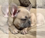 Small Photo #6 French Bulldog Puppy For Sale in MEDFORD, OR, USA