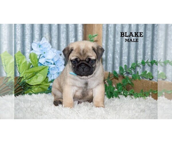 Medium Photo #40 Pug Puppy For Sale in CLARE, MI, USA