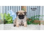 Small #39 Pug