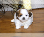 Small #10 Shih Tzu