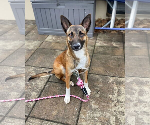 Medium Photo #1 Mutt Puppy For Sale in Millburn, NJ, USA