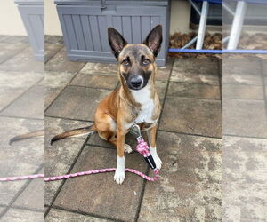 Mutt Dogs for adoption in Millburn, NJ, USA