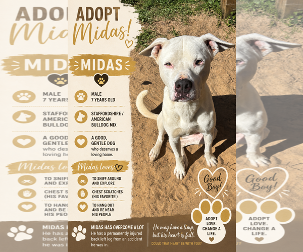 Medium Photo #1 American Bulldog-Unknown Mix Puppy For Sale in Milton, FL, USA