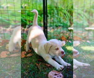 Casper - Male Chesapeake Bay Retriever-Colonial Cocker Spaniel Mix Dog for Adoption - Photo #2