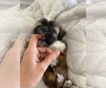 Small Photo #7 Shih Tzu Puppy For Sale in GILBERT, AZ, USA
