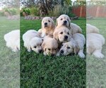 Small Photo #17 Golden Retriever Puppy For Sale in ELVERTA, CA, USA